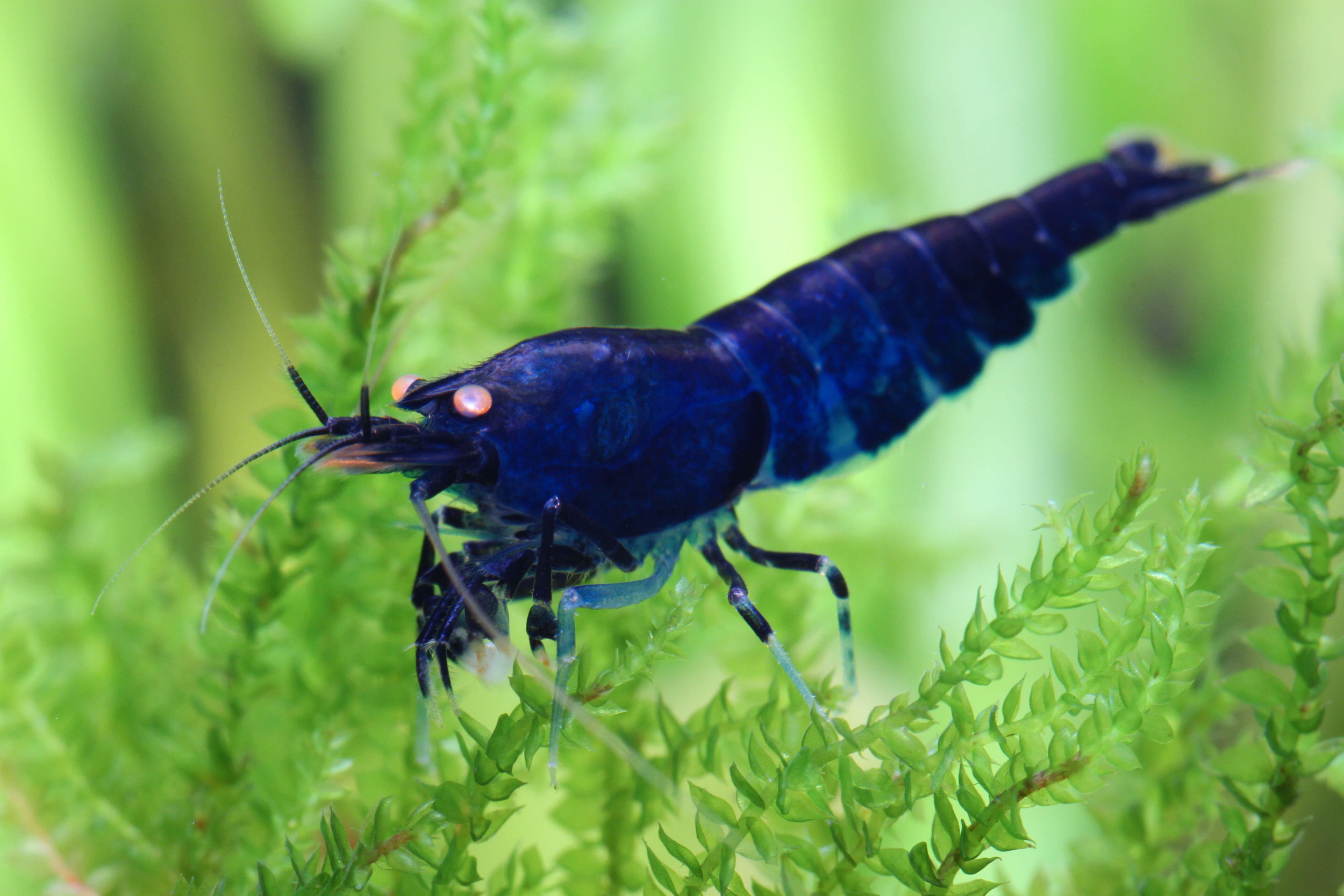 Royal Blue Tiger OE Shrimp (Caridina mariae)